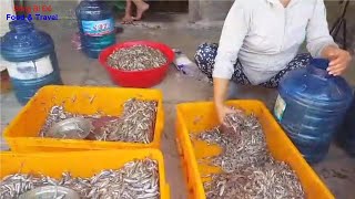 Cách làm Nước Mắm Nhỉ Cá Cơm Truyền Thống Tại Nhà, Thơm Ngon Đậm Đà, Màu Đẹp
